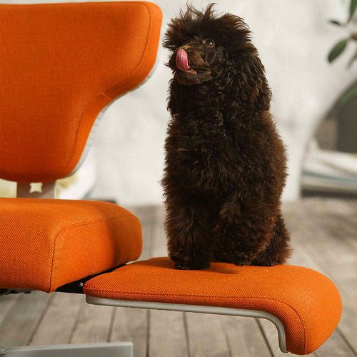 The APEX - Classic Lounge Chair